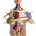 MCAT Test Guide Kindle Edition Anatomy Study Material-0